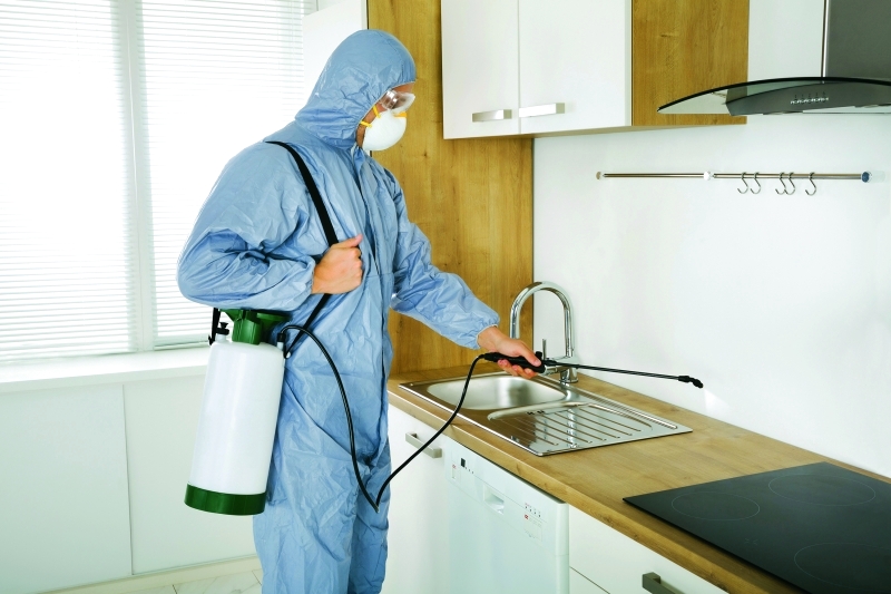 شركة مكافحة حشرات بالمدينة المنورة